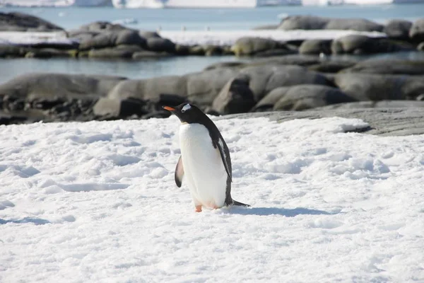 一个巴布亚企鹅或 pygoscellis 巴布亚企鹅正在南极洲左侧. — 图库照片