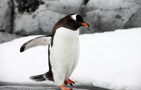 Gentoo pingvin vagy pygoscellis Pápua járás — Stock Fotó