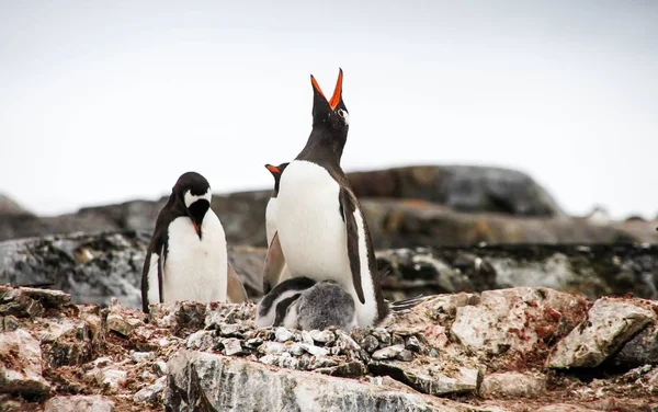 Gentoo pingvin vagy pygoscellis Pápua tartózkodik a fészken költő állatok csajok — Stock Fotó