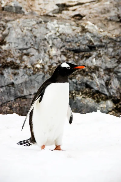 Gentoo pingvin vagy pygoscellis Pápua keres a bal oldalon — Stock Fotó