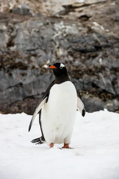 Gentoo pingvin keres a jobb oldalon — Stock Fotó