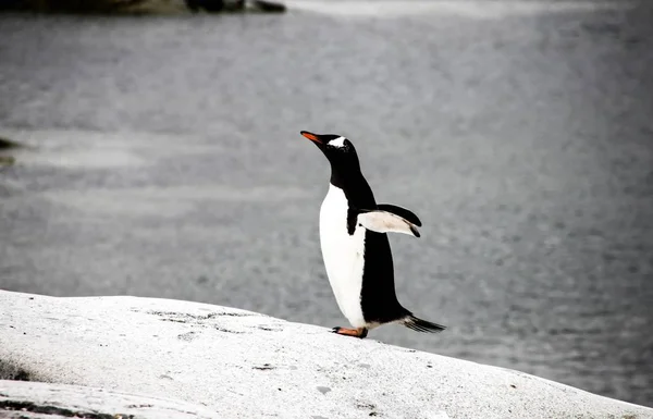 Gentoo pingvin vagy pygoscellis Pápua marad egyedül, szürke kő Jogdíjmentes Stock Képek