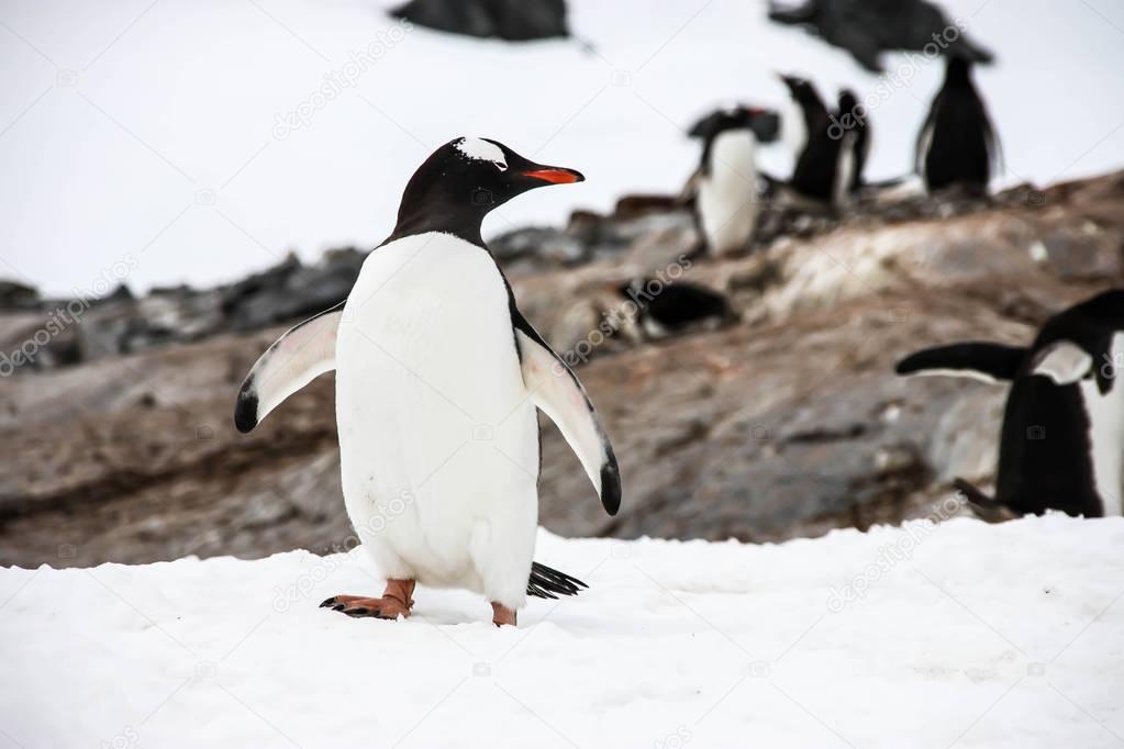 One gentoo penguin or pygoscellis papua penguin is looking on the left side in Antarctica. Photo is made in the front. 