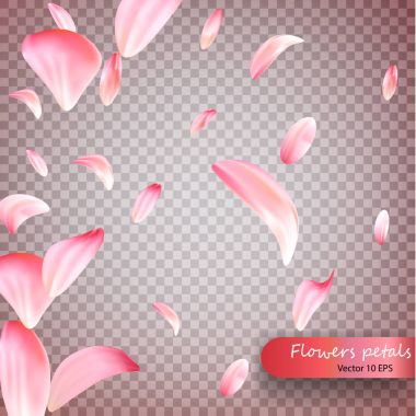 Pembe sakura yaprakları vektör arka plan düşüyor. Düğün, Sevgililer ya da kadın gün Pembe çiçek çiçekleri rüzgarda uçan zemin whirl. Vektör şeffaf arka plan üzerine düşen yaprakları. Vecto 10 Eps