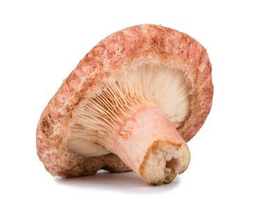 Yünlü milkcap mantar
