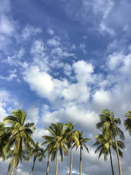 美丽天空背景下的棕榈树 — 图库照片