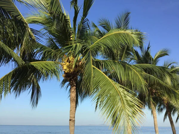 美丽天空背景下的棕榈树 — 图库照片