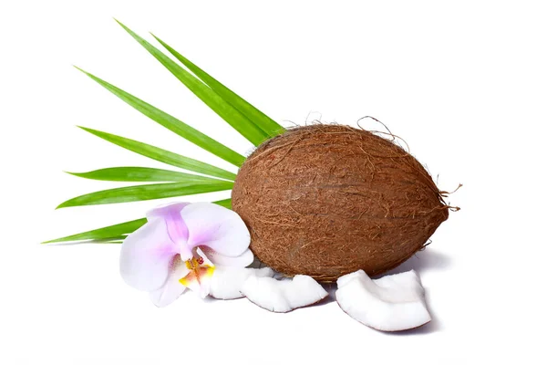 Composição tropical bonita com coco, folha de palma e flor de orquídea para design de publicidade de verão — Fotografia de Stock