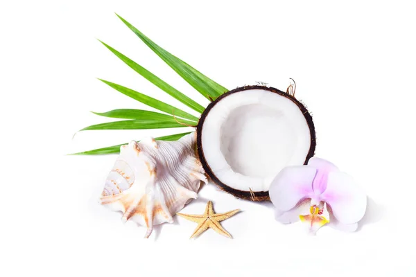 Composição tropical bonita com coco, folha de palma, flor de orquídea e concha no fundo branco para publicidade de verão — Fotografia de Stock
