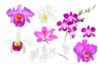 Set of beautiful orchid flowers