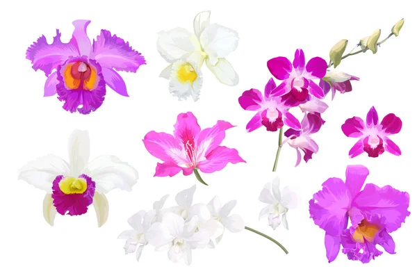 Set of beautiful orchid flowers — ストックベクタ