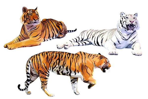 Ensemble de tigres bengalais blancs et orange réalistes — Image vectorielle