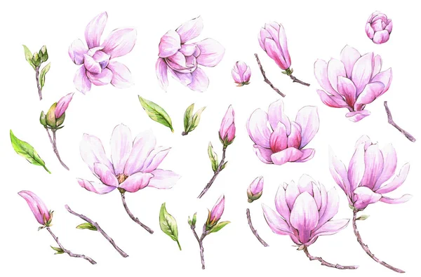 ピンクのマグノリアの花のセット — ストック写真