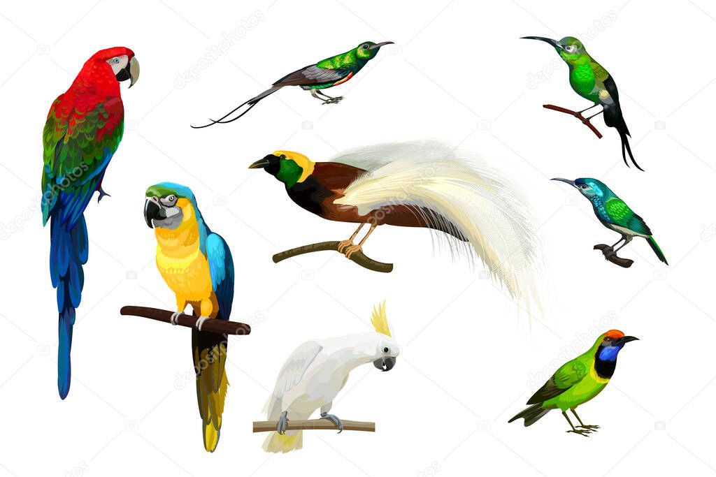 Set of parrots,hummingbirds and big paradise bird