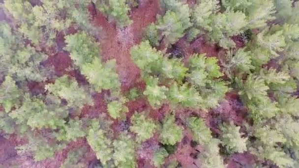 Aerial Shots Amanecer Brumoso Los Arroyos Los Ciervos Del Parque — Vídeo de stock