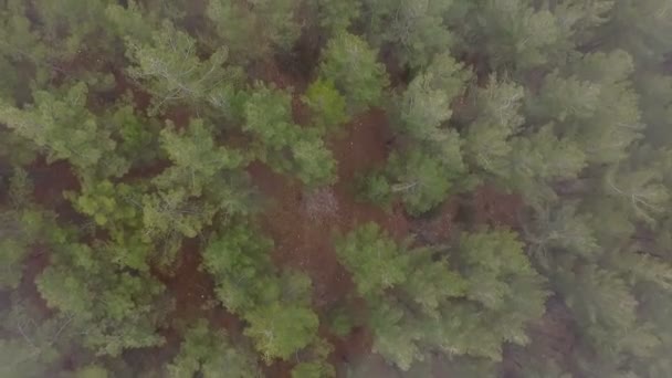 Aerial Skott Misty Dawn Nationalparken Rådjur Strömmar — Stockvideo