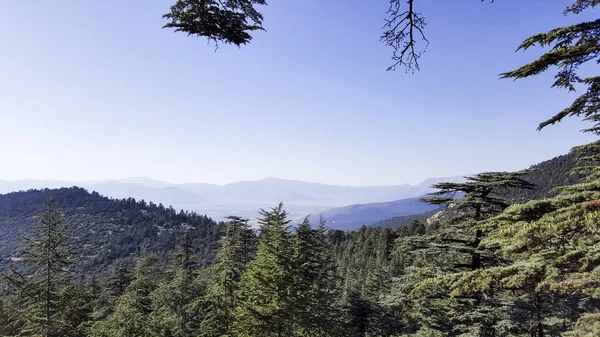 Abeti alberi alti foreste e boschi — Foto Stock