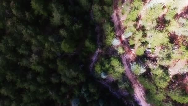 Vista aérea das árvores — Vídeo de Stock
