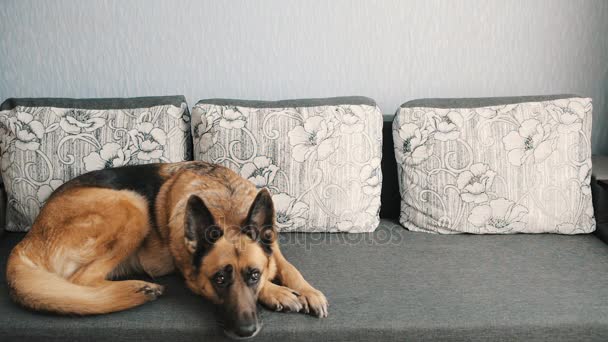 Chien seul à la maison sur le canapé attendant l'hôte — Video