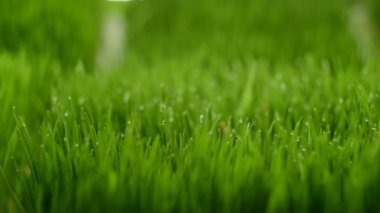 buğday, sağlıklı beslenme, yakın çekim yeşil sürgünler
