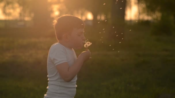 Drengen ved solnedgang blæser på en mælkebøtte – Stock-video
