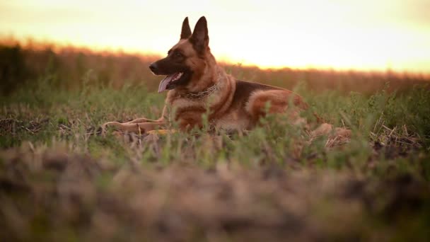 Красивая собака немецкая овчарка лежала в поле — стоковое видео
