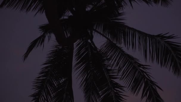 Силуэт пальм против неба на закате — стоковое видео