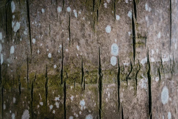 Struttura della corteccia di palma — Foto Stock