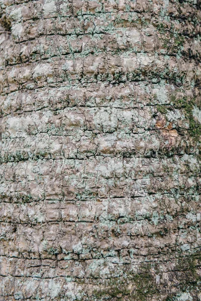Текстура коры пальмы — стоковое фото