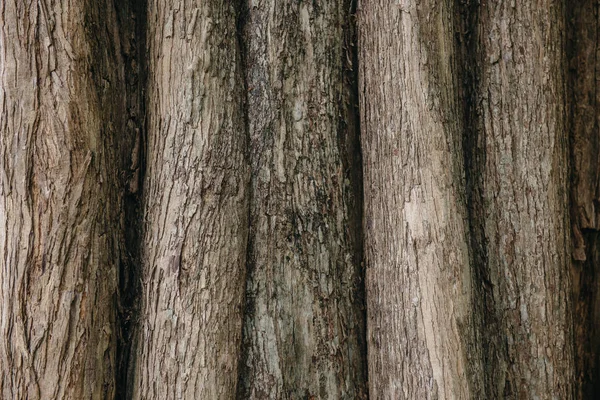 Texture di un vero vecchio albero tropicale — Foto Stock