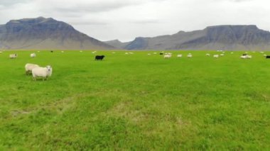 İzlanda koyunları dağların arka planında yeşil çayırlarda otluyor.