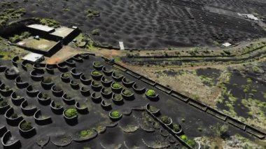Lanzarote, Kanarya Adaları içinde volkanik toprak üzerinde üzüm bağları