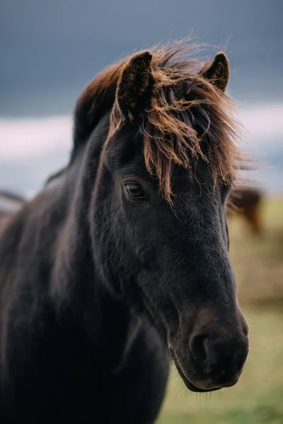 Głowa ciemnego konia islandzkiego, Islandia — Zdjęcie stockowe