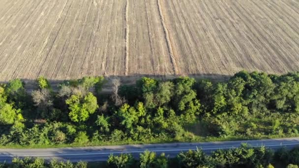 Вид с воздуха на большое сельскохозяйственное поле после сбора урожая в солнечный день — стоковое видео