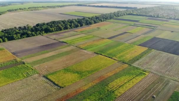 Vista aérea de secciones coloridas de un campo grande en un día soleado — Vídeos de Stock