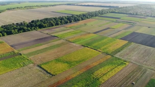 Aerial view of colorful sections of a large field on a sunny day — Stock Footage Aerial view of colorful sections of a large field on a sunny day Stock Footage