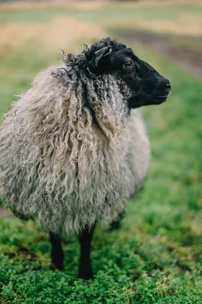 Retrato de uma ovelha islandesa cinza com lã grossa e uma cabeça preta — Fotografia de Stock