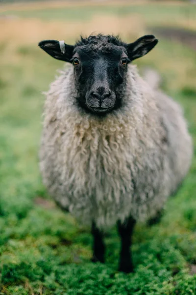 Retrato de uma ovelha islandesa cinza com lã grossa e uma cabeça preta — Fotografia de Stock