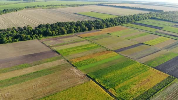 Вид с воздуха на красочные участки большого поля в солнечный день — стоковое видео