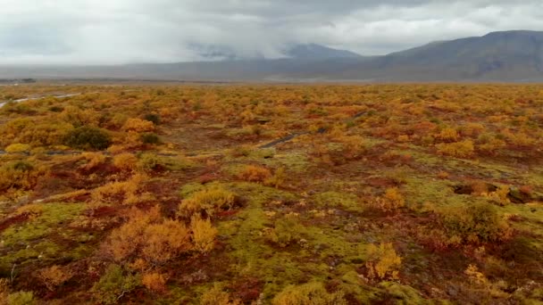 Widok z lotu ptaka na kolorowy jesienny krajobraz w parku narodowym Thingvellir, Islandia — Wideo stockowe