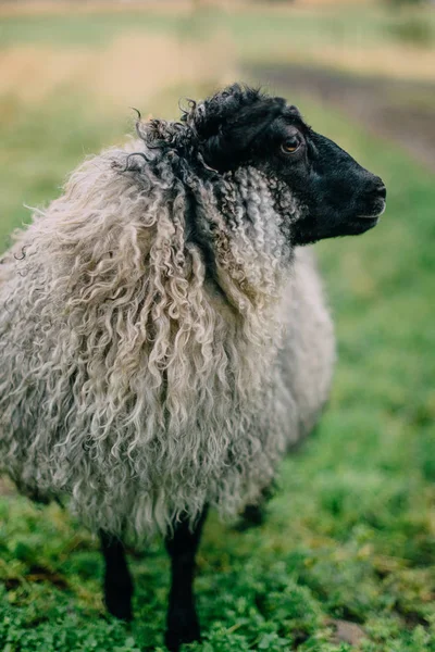 Retrato de uma ovelha islandesa cinza com lã grossa e uma cabeça preta — Fotografia de Stock