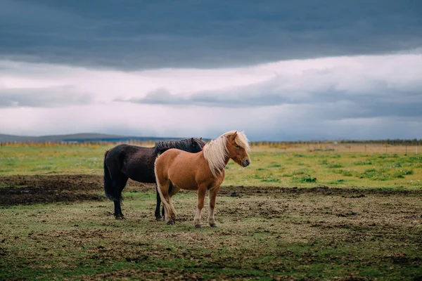 Grupp islandshästar står i hage — Stockfoto