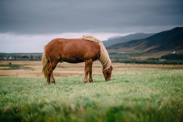 En brun islandshäst med en lätt man står på en grön äng. — Stockfoto