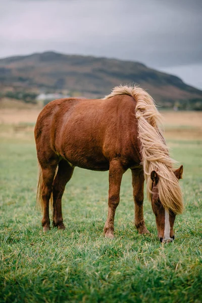 En brun islandshäst med en lätt man står på en grön äng. — Stockfoto