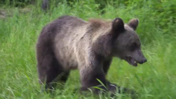 Carpathian urso marrom cheira um saco de plástico deitado na grama . — Vídeo de Stock