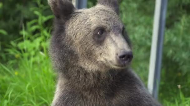 Een jonge beer zit op het gras, dichtbij.. — Stockvideo