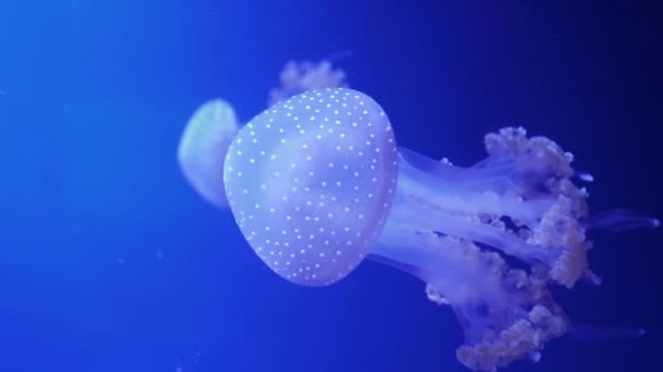 Świecąca plamista meduza unosi się w błękitnej wodzie. — Wideo stockowe