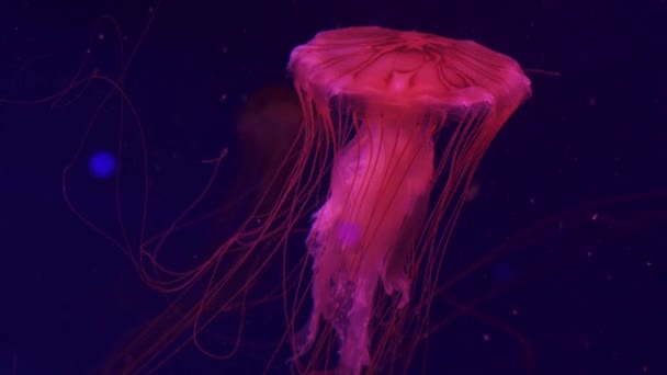 A jellyfish compass is floating in the ocean. — Stockvideo