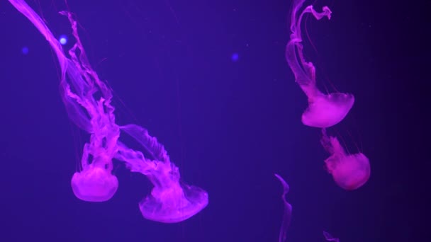 Group of fluorescent pink jellyfish swimming in Aquarium pool. — Stock Video