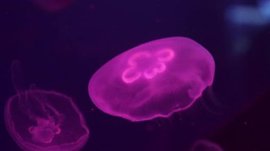 Close up of Jelly blubber jellyfish.